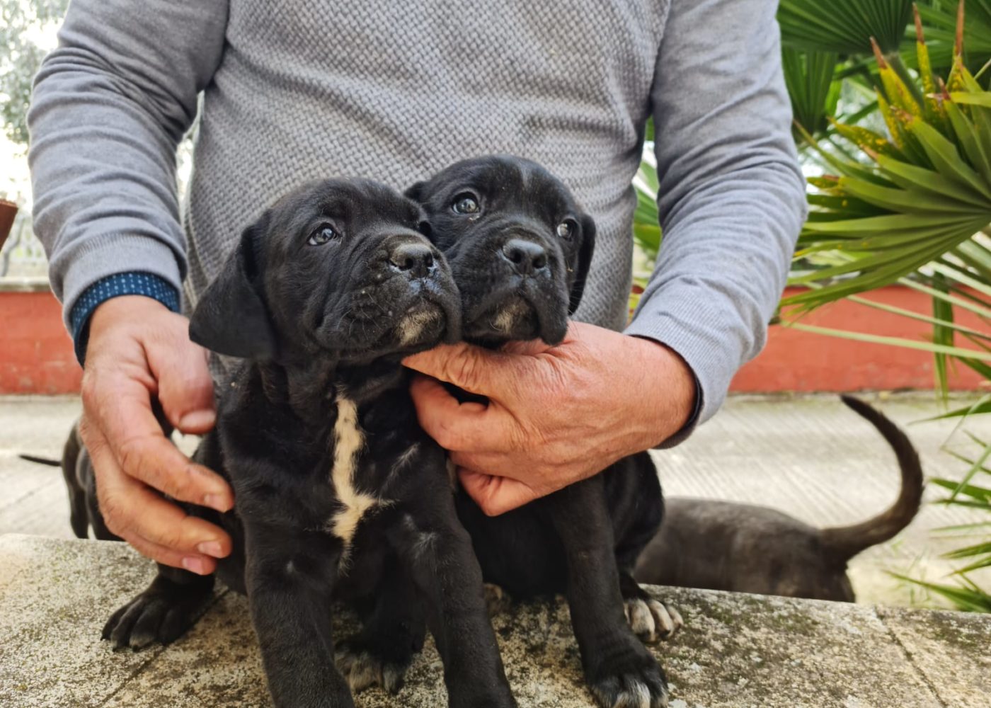 cuccioli allevamento la torre